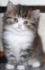 Коты
